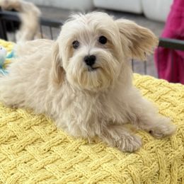 Barron - Apricot male Maltipoo puppy in Colonial Beach, Virginia from BeachRidge Pups