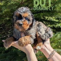 Dragonfly - Blue merle male Bernedoodle puppy in Cambridge, Minnesota from Country Meadow Doodles