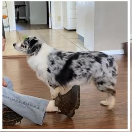 Nina  - Miniature American Shepherd