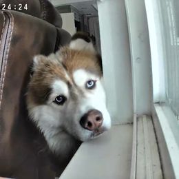 Siberian Husky All Grown Up from Freedom Huskies