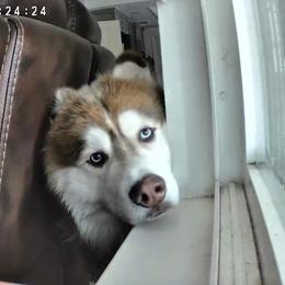 Siberian Husky All Grown Up from Freedom Huskies