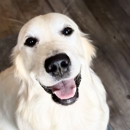 Ginger - Golden Retriever