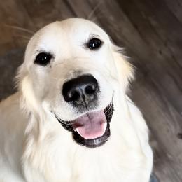 Ginger - Golden Retriever