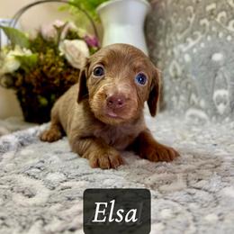 Elsa - Fawn (isabella) and tan female Dachshund puppy in Aiken, South Carolina from State Eight Dachshunds