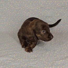 Dachshund Puppies from Newbern's Nuggets
