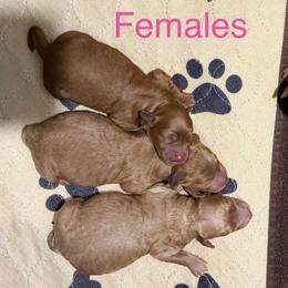 Female 1 - Red  female Goldendoodle puppy in Greenville, South Carolina from Law Doodles of SC