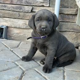 Charcoal purple - Charcoal female Dilute Retriever puppy in Teton County, Montana from East Front Labradors & Treasure State Schnauzers