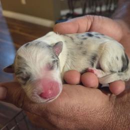 Girl 4 - Atypical merle female Border Collie puppy in Bradley, South Carolina from DiCola Farm