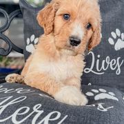 Teddy - Parti male Assorted Doodle Crosses puppy in Maryland from Grind Stone Breeding Kennels