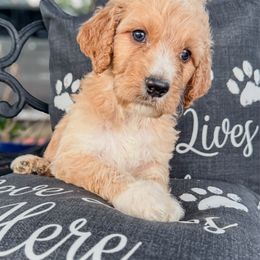 Teddy - Parti male Assorted Doodle Crosses puppy in Maryland from Grind Stone Breeding Kennels