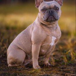 Roxee - French Bulldog