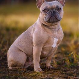 Roxee - French Bulldog