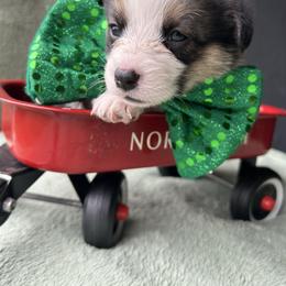 Jeremy Hanson - Black and white male American Corgi puppy in Cocoa, Florida from Cascadian Space Coast Corgis LLC