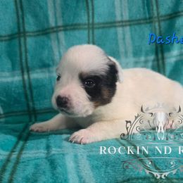 Dasher - Blue female Australian Cattle Dog puppy in Silsbee, Texas from Rockin ND Ranch