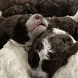 Lagotto Romagnolo Puppies from Agapē Lagotto Romagnolo