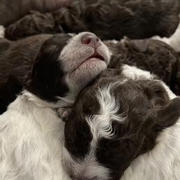 Lagotto Romagnolo Puppies from Agapē Lagotto Romagnolo