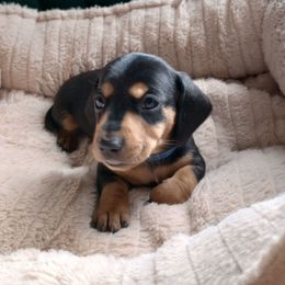 Boy Blue Collar (Snickers) - Black and tan male Dachshund puppy in Middle Granville, New York from Lee Doxies
