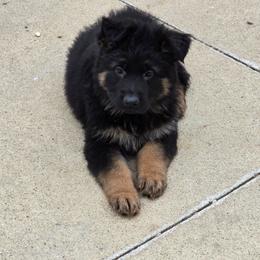 Black Collar - Black and red male German Shepherd puppy in Sumner, Iowa from Vom Wilke Kennels