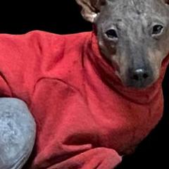 American Hairless Terriers and Chinese Cresteds from Gaffers