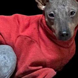 American Hairless Terriers and Chinese Cresteds from Gaffers