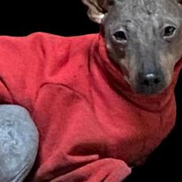 American Hairless Terriers and Chinese Cresteds from Gaffers