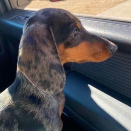 Dachshund puppies from Natural State Dachshunds