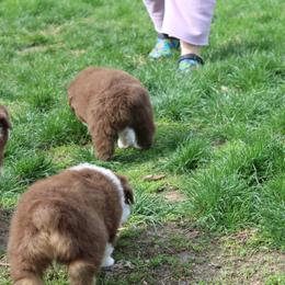 Australian Shepherd Puppies from Starlit Grove Australian Shepherds