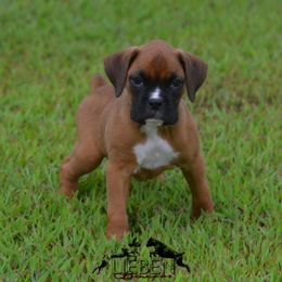 Porthos - Fawn male Boxer puppy in Earlsboro, Oklahoma from Lieben Boxers