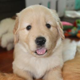 Cassie - Golden Retriever