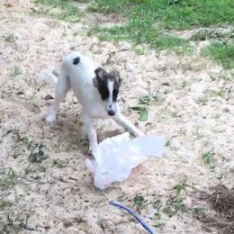 Borzoi and Silken Windhound Puppies from Perla Silken Windhounds & Borzoi