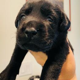 Millie - Black female Labrador Retriever puppy in Arlington, Iowa from Uncle Bucks Labrador Retrievers