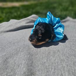Ember - Black and tan female Cavapoo puppy in Decatur, Illinois from Petite Pups
