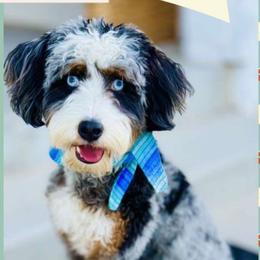 Banks - Bernedoodle