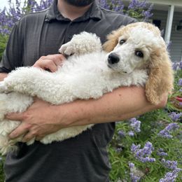 Snort - Parti female Poodle puppy in Swansboro, North Carolina from Monarch Standard Poodles