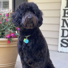Macy - Australian Labradoodle