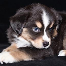 Celeste - Black tri-color female Australian Shepherd puppy in Colorado Springs, Colorado from Storm and Sage Australian Shepherds