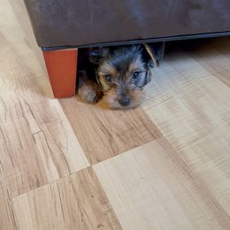 Yorkshire Terrier Puppies from The Yorkie House