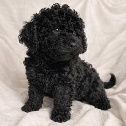 Bowser - Black male Goldendoodle puppy in Reno, Nevada from Darling Doodles
