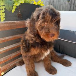 Maya - Chocolate merle female Bernedoodle puppy in Mobile, Alabama from Colonial Doodles
