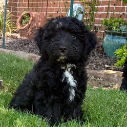Blaze - Black and white male Aussiedoodle puppy in Midlothian, Texas from Gray Doodles