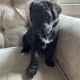 Goldendoodle Puppies from Dhalia’s Doodles
