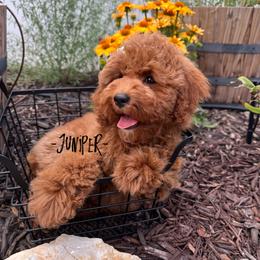 Bernedoodle, Cavalier King Charles Spaniel, Cavapoo, Goldendoodle, and Poodle Puppies from Gypsi Doodles & Poodles LLC.