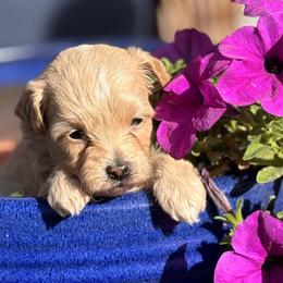 Lotso - Champagne male Maltipoo puppy in Jackson, California from Disney Doodles