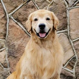 Golden Retrievers from Ethos Golden Retrievers