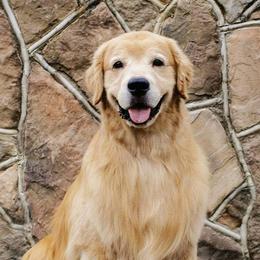 Golden Retrievers from Ethos Golden Retrievers