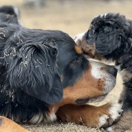 Bernese Mountain Dog Puppies from Berners of New Mexico