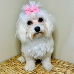 Stella - Maltipoo