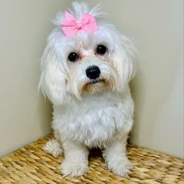 Stella - Maltipoo