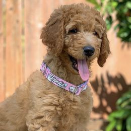 Goldendoodle Puppies from Sweets Doodles