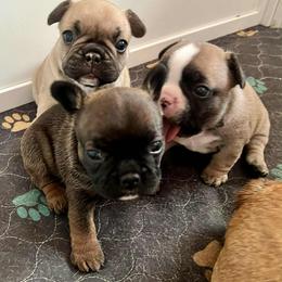 Dachshund and French Bulldog Puppies from State Line Dachshunds & Frenchies